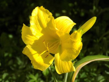  Lily (Lilium, Ukraynalı halk ismi Lily)  