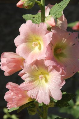 Malva, veya mallow (lat. Mlva)