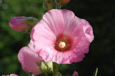 Malva, veya mallow (lat. Mlva)