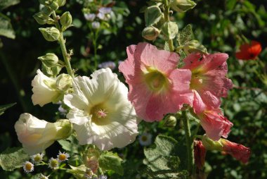 Malva, veya mallow (lat. Mlva)