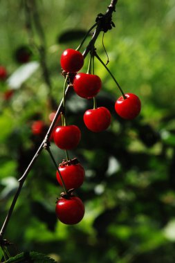  Genel kiraz (Prunus cerasus L.)