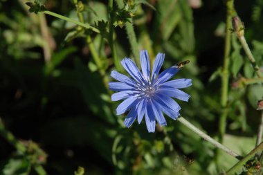 Centaurea, Saster familyasından bir bitki cinsidir. 