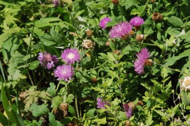 Alp makinası (Aster alpinus)