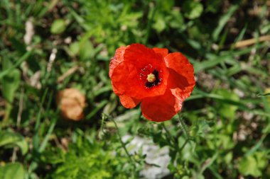 Oriental haşhaş (gelincik orientale)