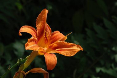  Lily (Lilium, Ukraynalı halk ismi Lily)  