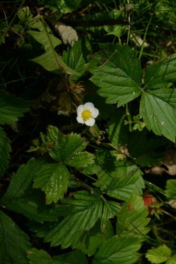 Bahçe çilekleri, bahçe çilekleri, ananas çilekleri, çilekler, çilekler (Fragaria ananassa Duchesne)