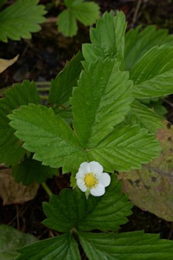 Bahçe çilekleri, bahçe çilekleri, ananas çilekleri, çilekler, çilekler (Fragaria ananassa Duchesne)