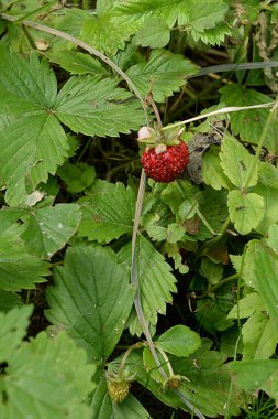 Bahçe çilekleri, bahçe çilekleri, ananas çilekleri, çilekler, çilekler (Fragaria ananassa Duchesne)