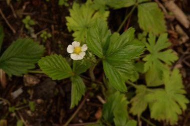 Bahçe çilekleri, bahçe çilekleri, ananas çilekleri, çilekler, çilekler (Fragaria ananassa Duchesne)