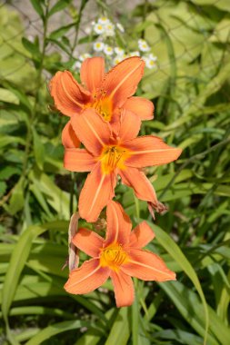  Lily (Lilium, Ukraynalı halk ismi Lily)  