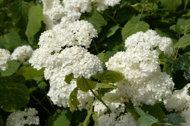 Hydrangea (Hydrangea) is a genus of flowering plants of the Hydrangea family