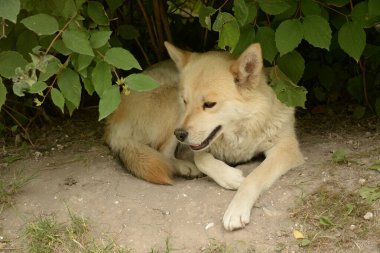 Köpek ya da evcil köpek (Canis lupus familiaris)) 