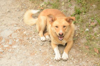 Köpek ya da evcil köpek (Canis lupus familiaris)) 
