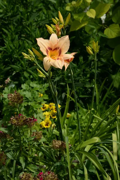  Lily (Lilium, Ukraynalı halk ismi Lily)  