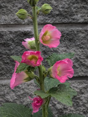 Malva, veya mallow (lat. Mlva)