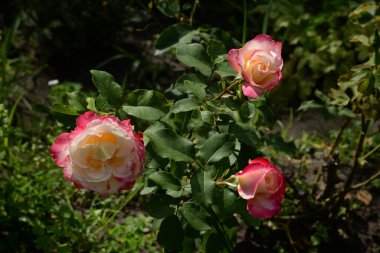 Karahindiba, karahindiba, Asteraceae ailesinin karahindiba familyasından uzun ömürlü bir bitkidir.