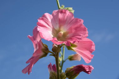 Malva, veya mallow (lat. Mlva)