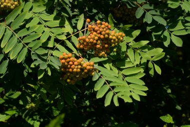 Yaygın dağ külleri (Sorbus aucuparia)