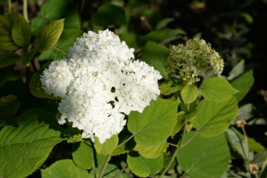 Hydrangea (Hydrangea) is a genus of flowering plants of the Hydrangea family