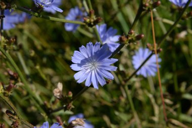  Centaurea, Saster familyasından bir bitki cinsidir. 