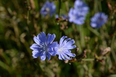  Centaurea, Saster familyasından bir bitki cinsidir. 