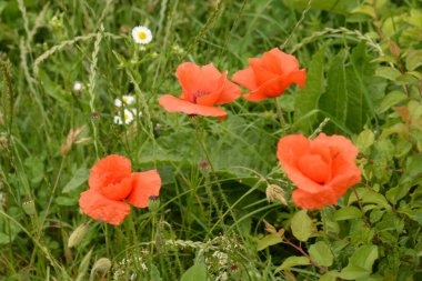 Oriental haşhaş (gelincik orientale)