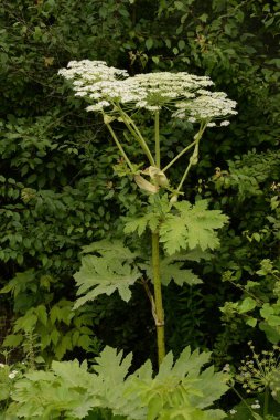 flower, flowers, general view, grassy, herbaceous, herbaceous plant, mallow, malva, Malvaceous, plant, rolls, stock-rose