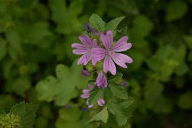 Forest mallow, forest mallow, common mallow, zensiver (lat. Malva sylvestris L., Malva grossheimii Schischk.)