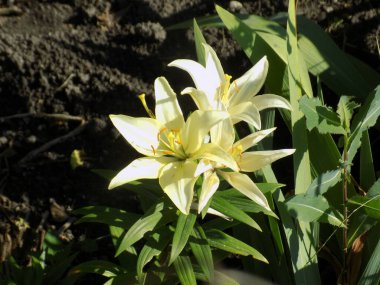 Lily (Lilium, Ukraynalı halk ismi Lily)  