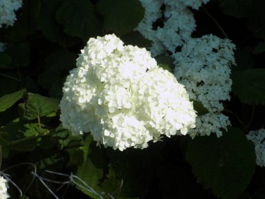 Hydrangea (Hydrangea) is a genus of flowering plants of the Hydrangea family
