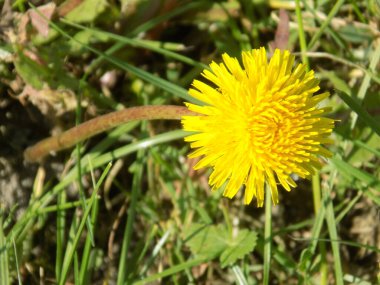 Karahindiba, karahindiba, Asteraceae ailesinin karahindiba familyasından uzun ömürlü bir bitkidir.