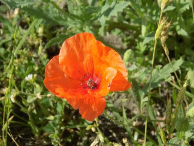 Oriental haşhaş (gelincik orientale)          