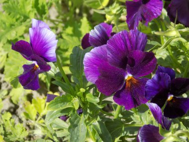  Üç renkli menekşe, vahşi nonoş (Viola üç renkli L.)          