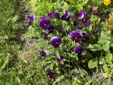  Üç renkli menekşe, vahşi nonoş (Viola üç renkli L.)          