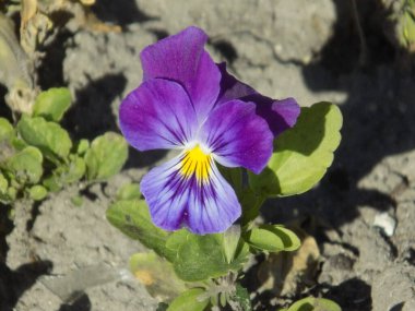 Üç renkli menekşe, vahşi nonoş (Viola üç renkli L.) 