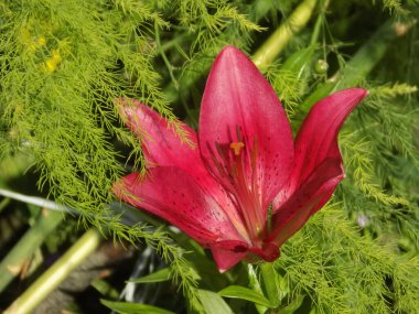 Lily (Lilium, Ukraynalı halk ismi Lily)  