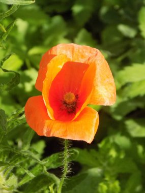 Oriental haşhaş (gelincik orientale)          