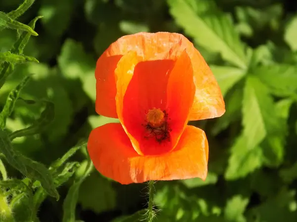 stock image Oriental poppy (Papaver orientale)          