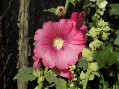 Malva, veya mallow (lat. Mlva) 