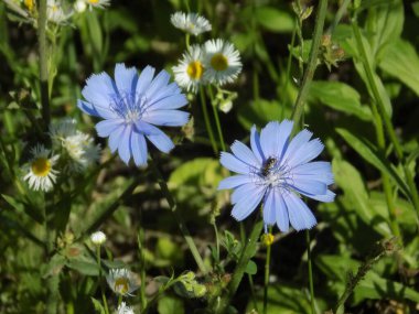  Centaurea, Saster familyasından bir bitki cinsidir. 