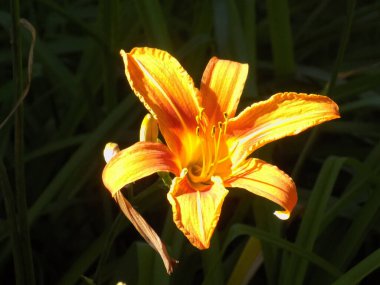 Lily (Lilium, Ukraynalı halk ismi Lily)            