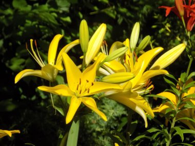 Lily (Lilium, Ukraynalı halk ismi Lily)            