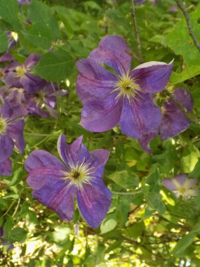 Lominis (Clematis), Clematis familyasından sarı çiçekli bir bitki cinsidir.