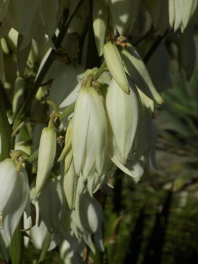 Yucca (Yucca), Agave familyasından bir bitki cinsidir.                    