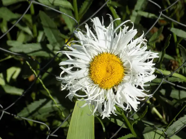 stock image Chamomile or chamomile is a genus of annual, highly branched plants