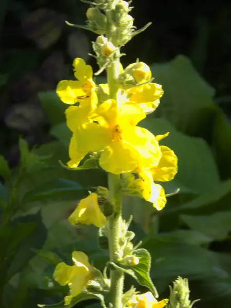 stock image Common mullein, or Bear's ear (lat. Verbscum thpsus)          