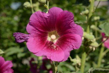 Malva, veya mallow (lat. Mlva) 