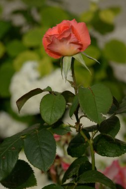 Kırmızı gül (Latin Rosa L.)
