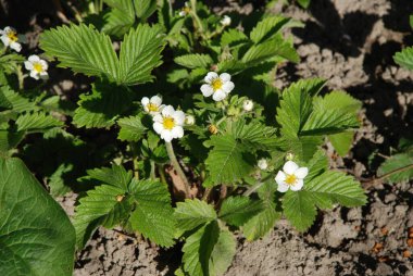 Bahçe çilekleri, bahçe çilekleri, ananas çilekleri, çilekler, çilekler (Fragaria ananassa Duchesne)