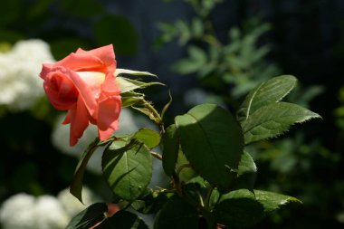 Kırmızı gül (Latin Rosa L.)